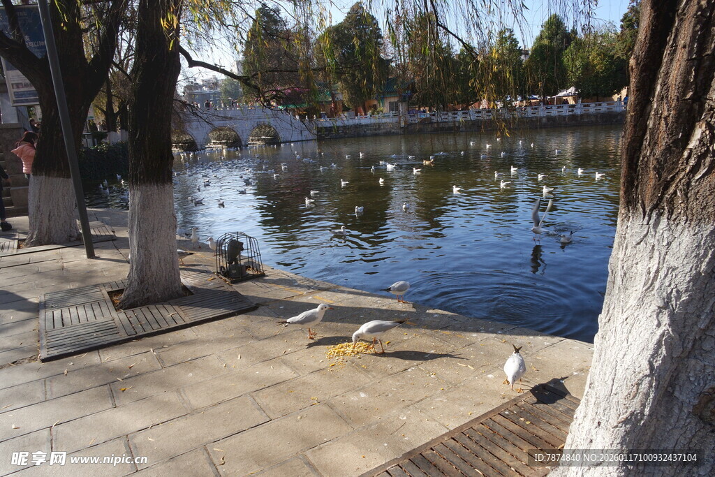 湖畔休闲场景 鸭子游弋