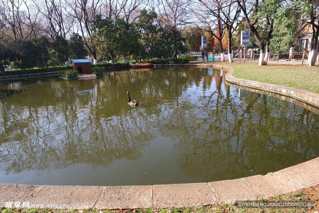 公园中的宁静池塘景色