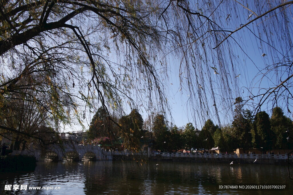 湖畔垂柳映蓝天美景
