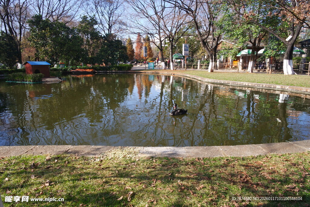 公园宁静池塘景观