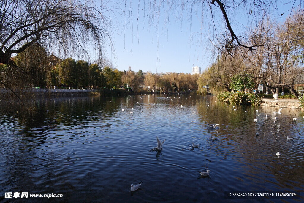 湖畔冬日景 野鸭悠游时