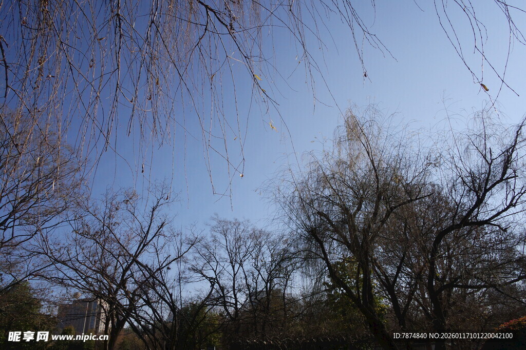 蓝天映衬下的树木景致