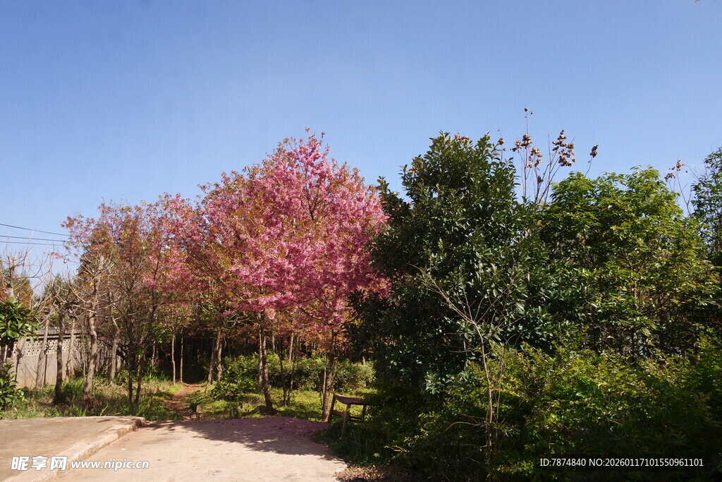 春日烂漫花树小道风景