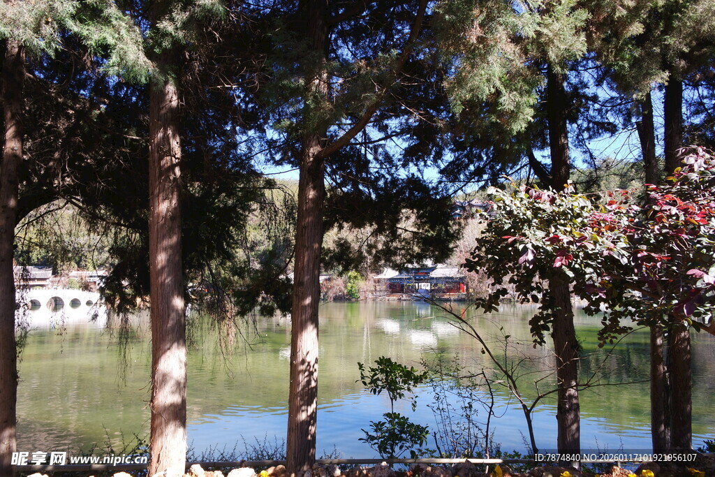湖畔树林风景
