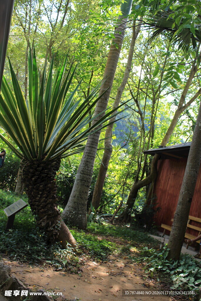 丛林中的小屋与绿植景观