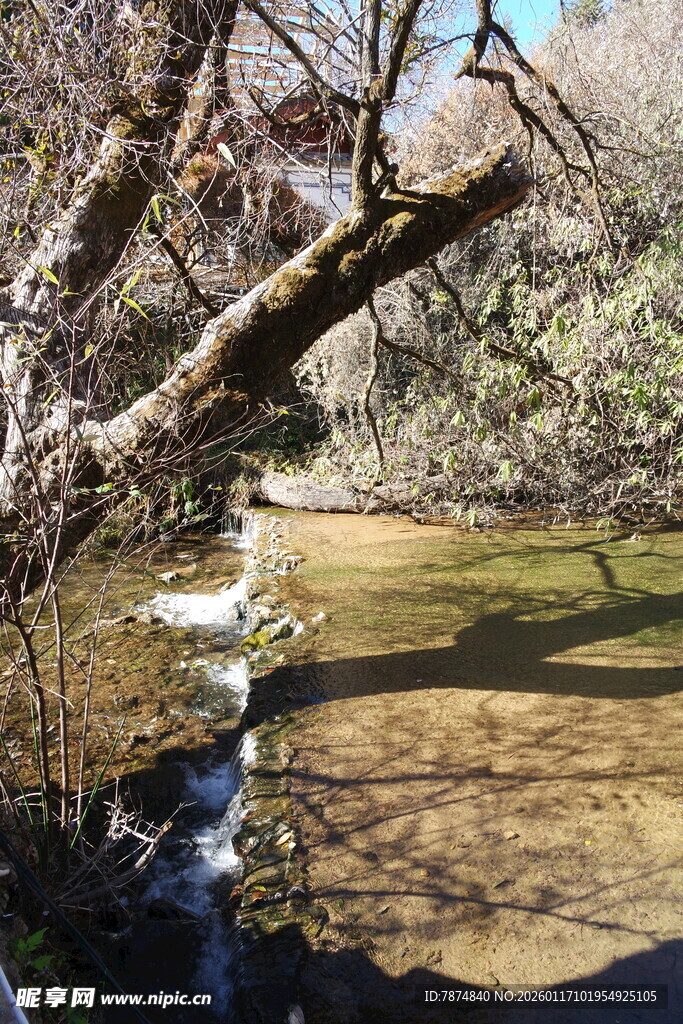 溪边枯树旁的静谧水景