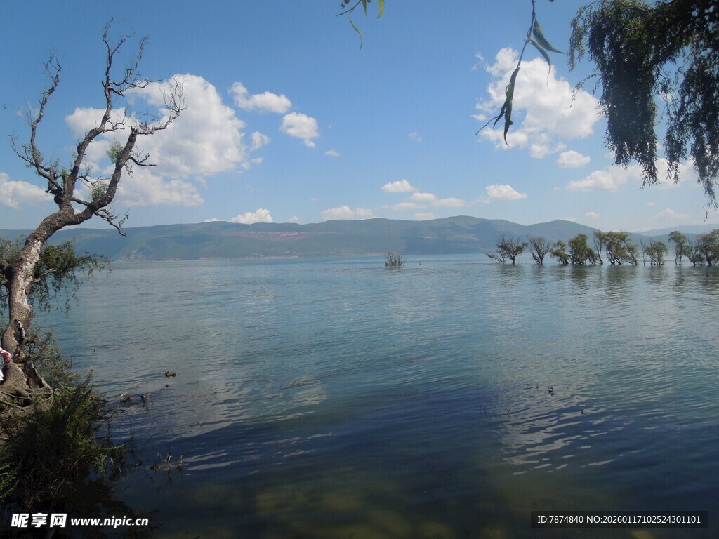 湖畔枯树与澄澈湖水美景