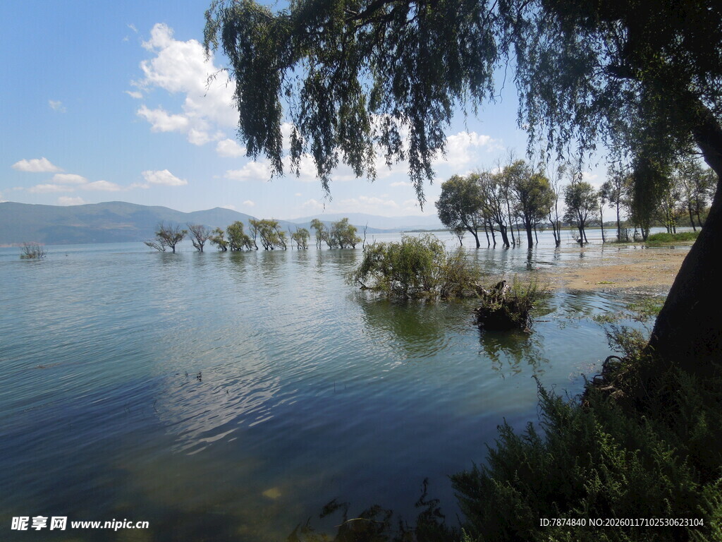 湖畔垂柳映碧水美景