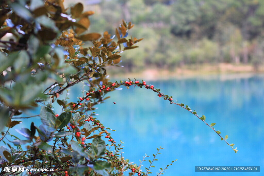 湖畔枝叶与湛蓝湖水美景