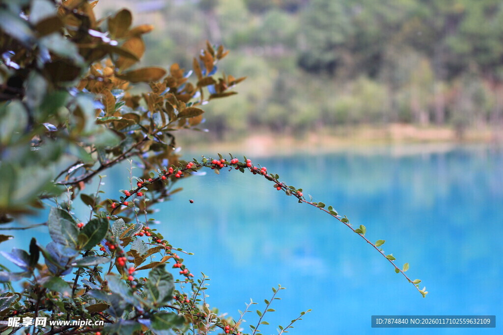 湖畔枝叶与幽蓝湖水美景