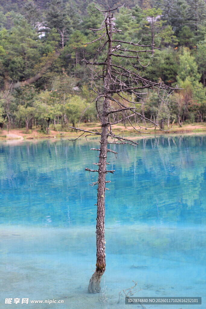蓝湖孤树景观