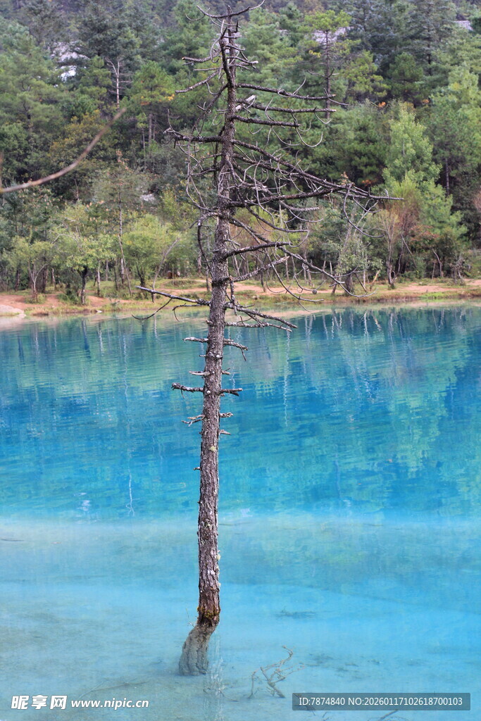 蓝湖孤树风景