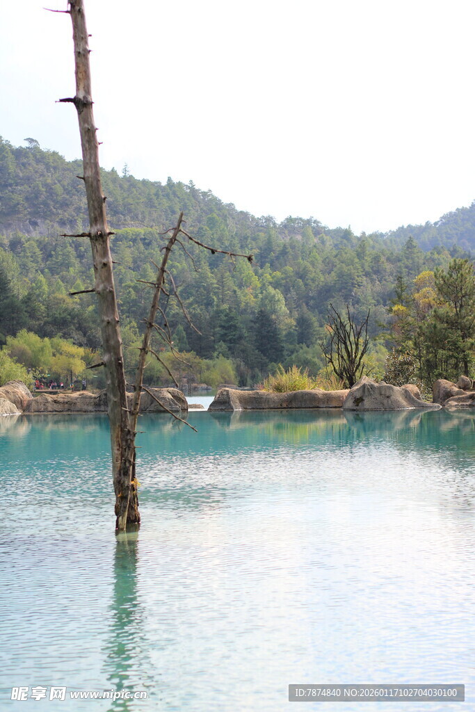 清澈湖水中的枯木风景