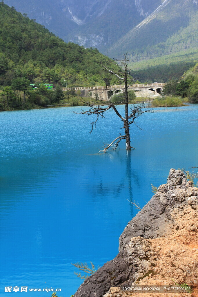 梦幻蓝湖中的孤树奇景