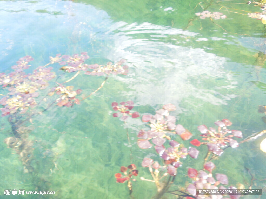 水中飘零的烂漫粉色花瓣
