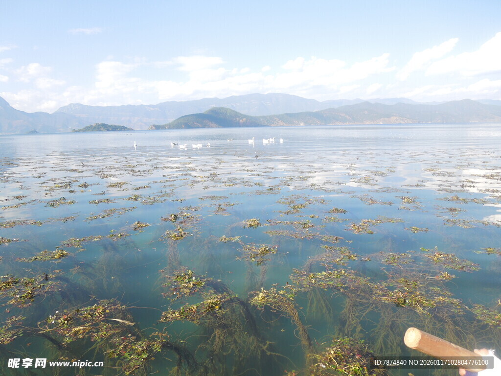 清澈海水中的繁茂海藻