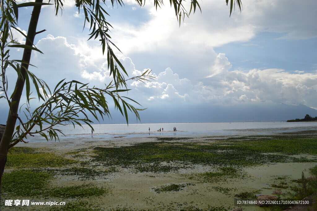 海边景致 枝叶摇曳