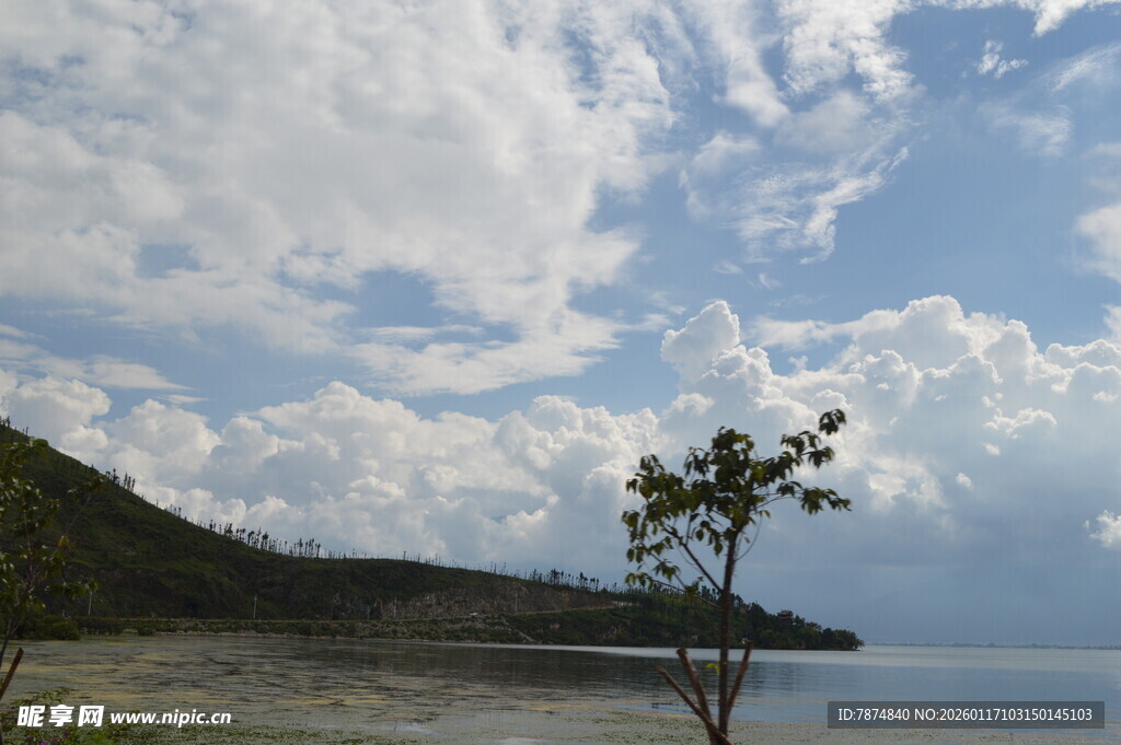 湖畔孤树 天地悠然之景