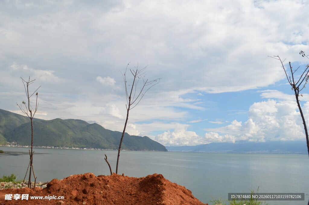 湖畔红土与枯树的景致
