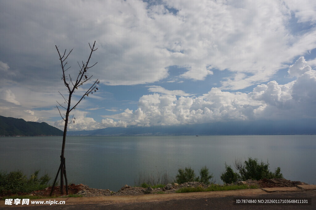 湖畔孤树与蓝天白云美景