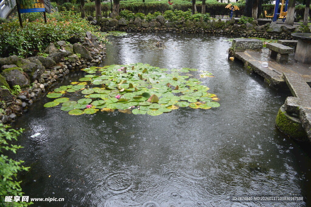 池塘中的睡莲景观