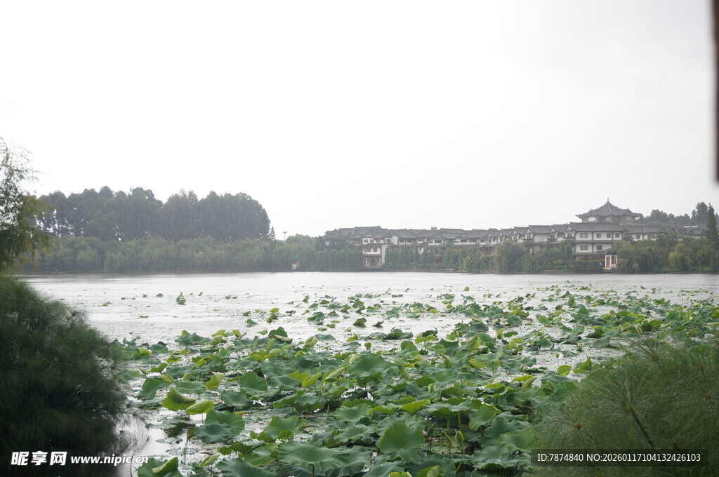 夏日荷塘景色