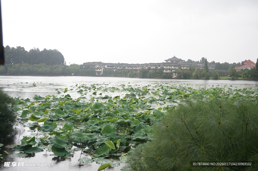 雨中荷塘景色