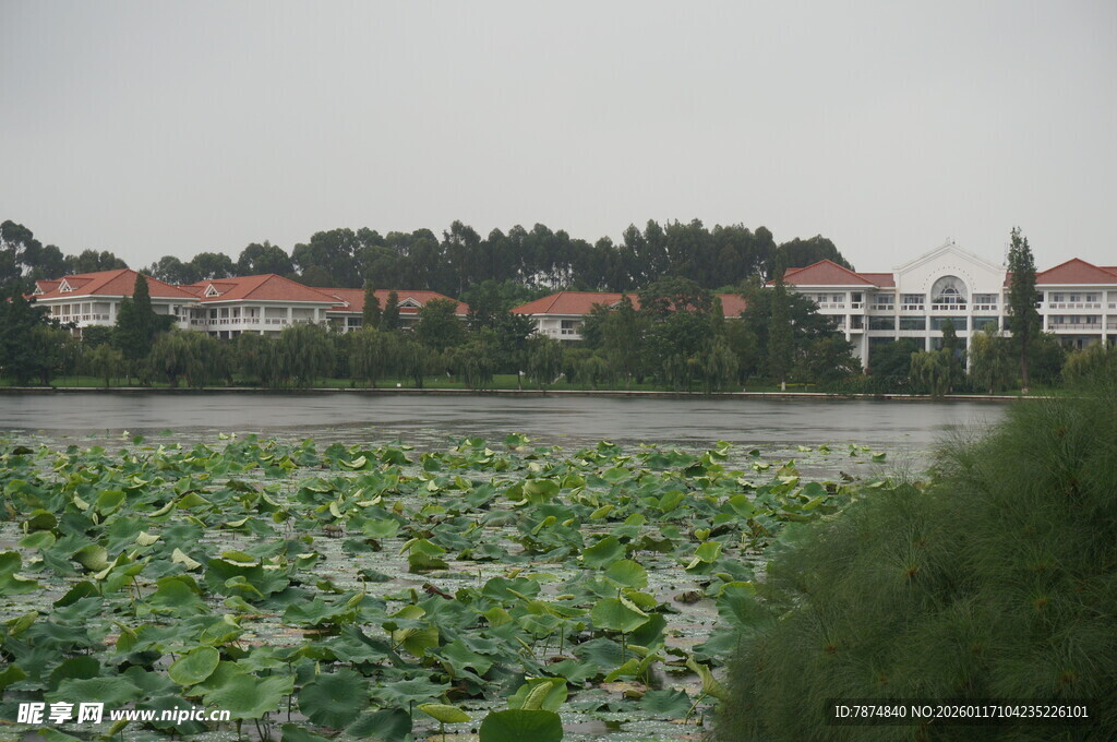 湖畔荷叶与红顶建筑景观