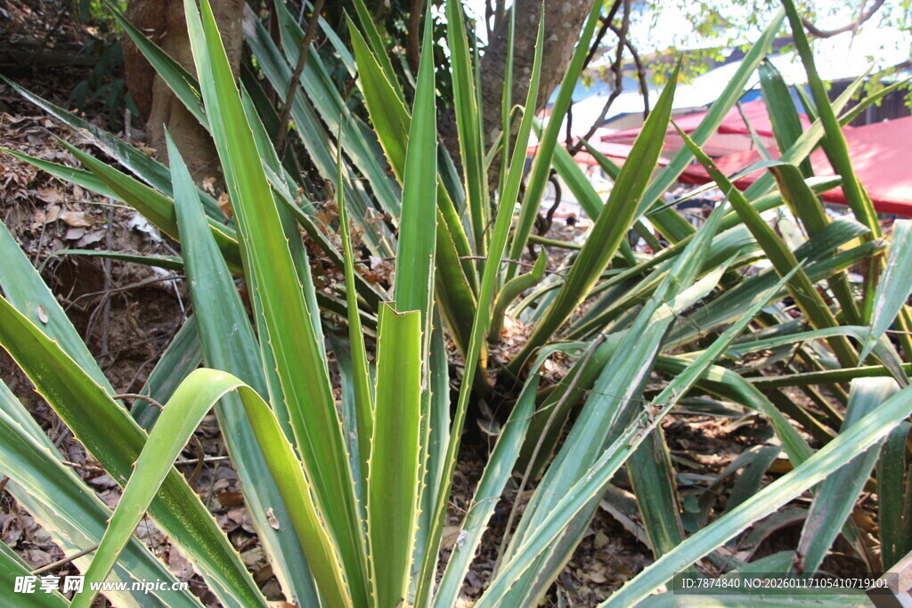 葱郁绿植特写