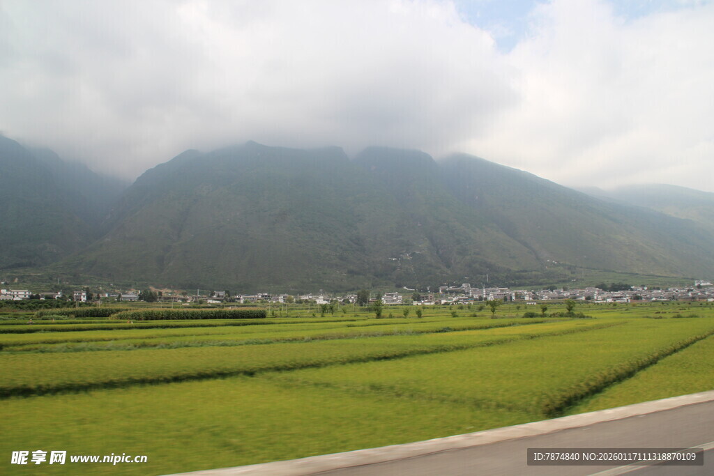 田园公路旁的翠绿稻田