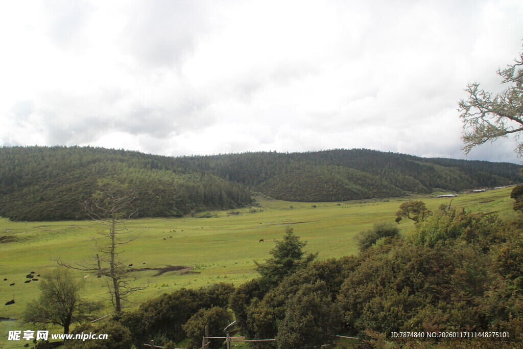 草原山林风光美景
