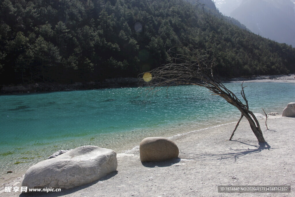 湖畔枯木与碧绿水景