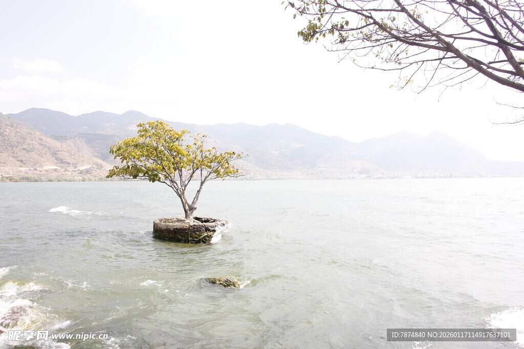 孤树屹立于宁静湖水畔