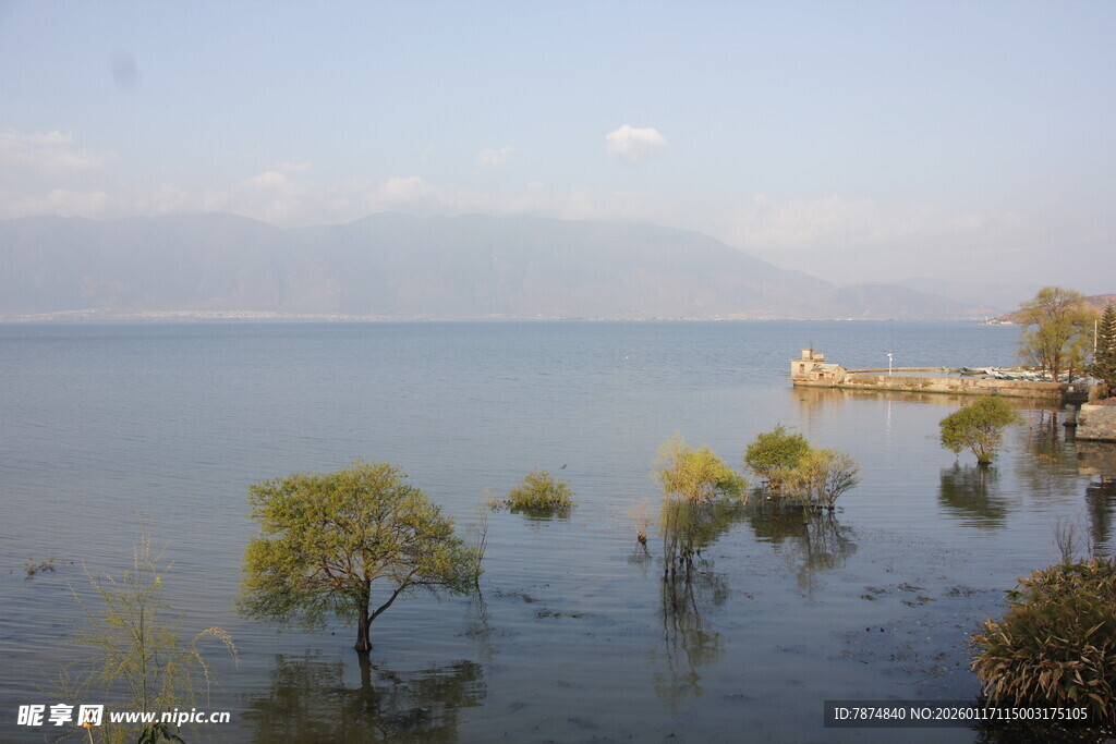 水中孤树的静谧湖景