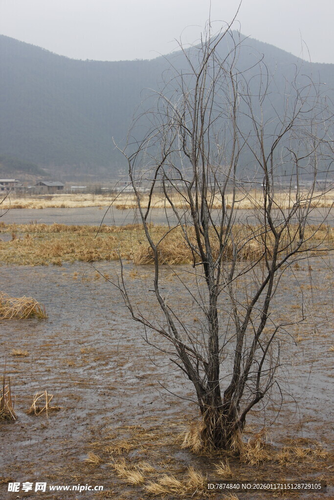 枯树立于湿地与远山前