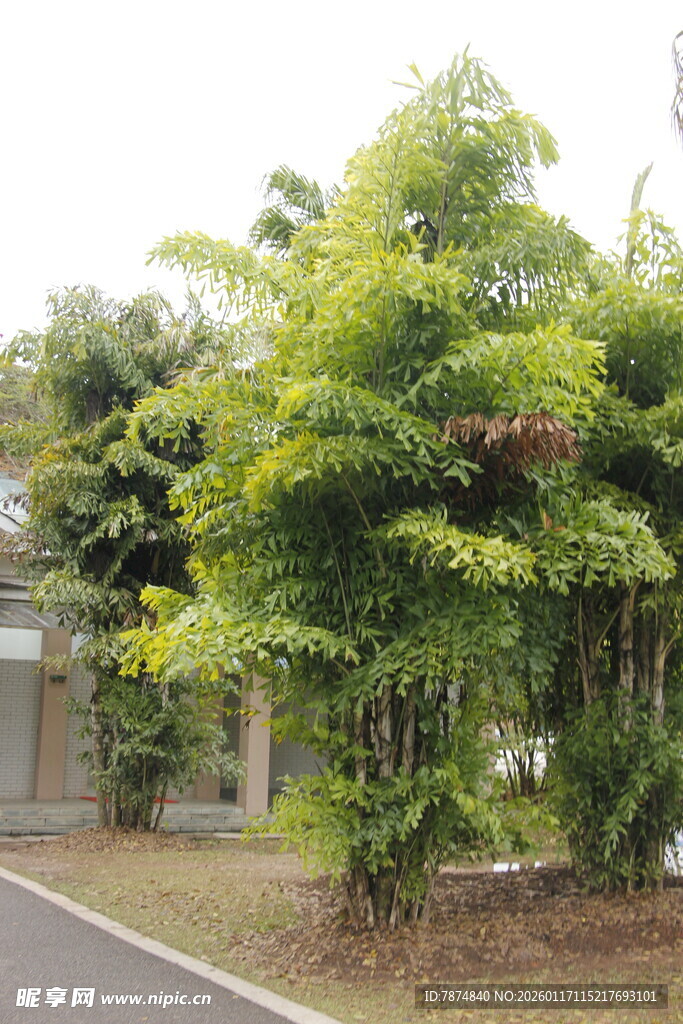 路边葱郁绿植景观