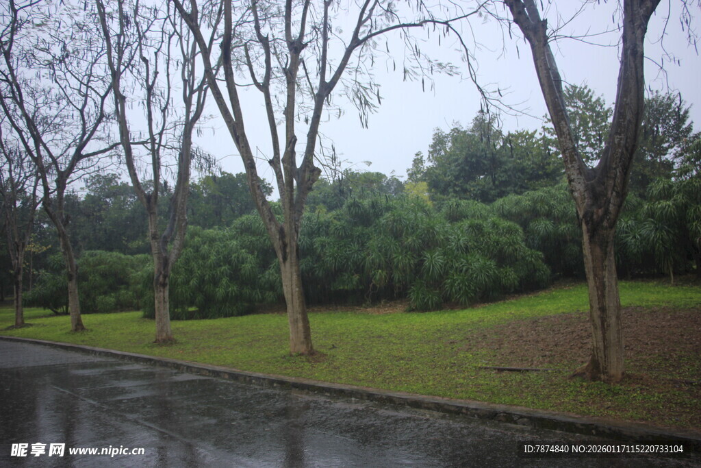 雨后公园湿漉漉的林荫道
