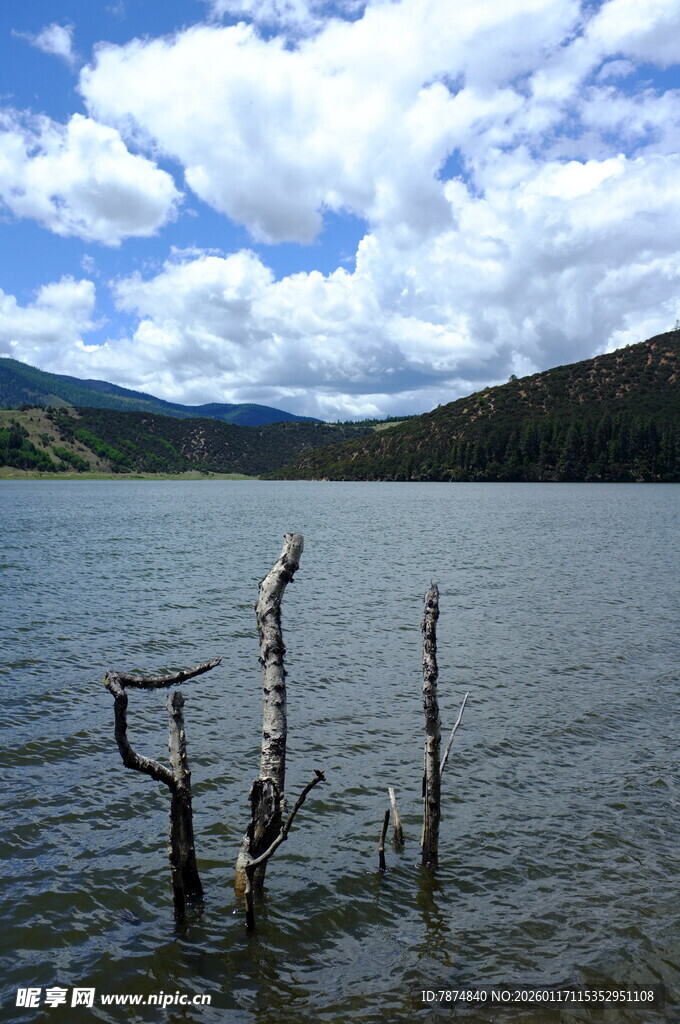 湖畔枯木与蓝天白云之景