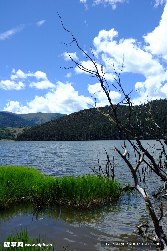 湖畔枯木与蓝天绿草美景