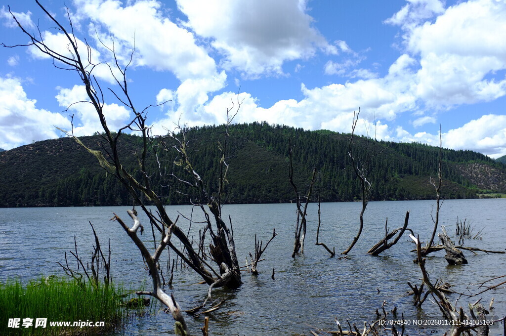 湖畔枯木与蓝天白云美景