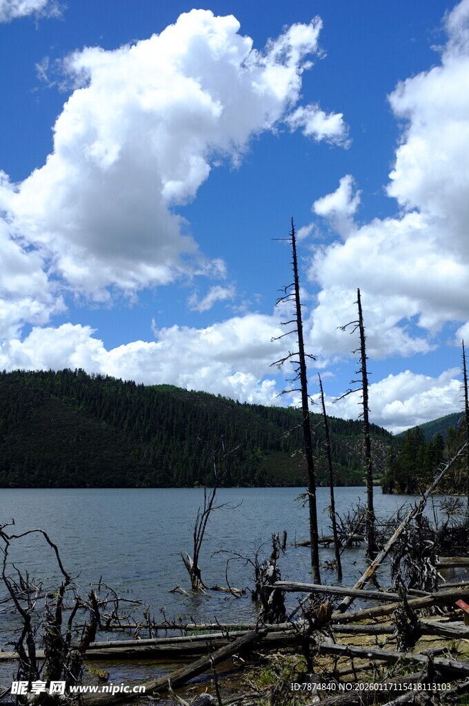 湖畔枯木与蓝天白云美景