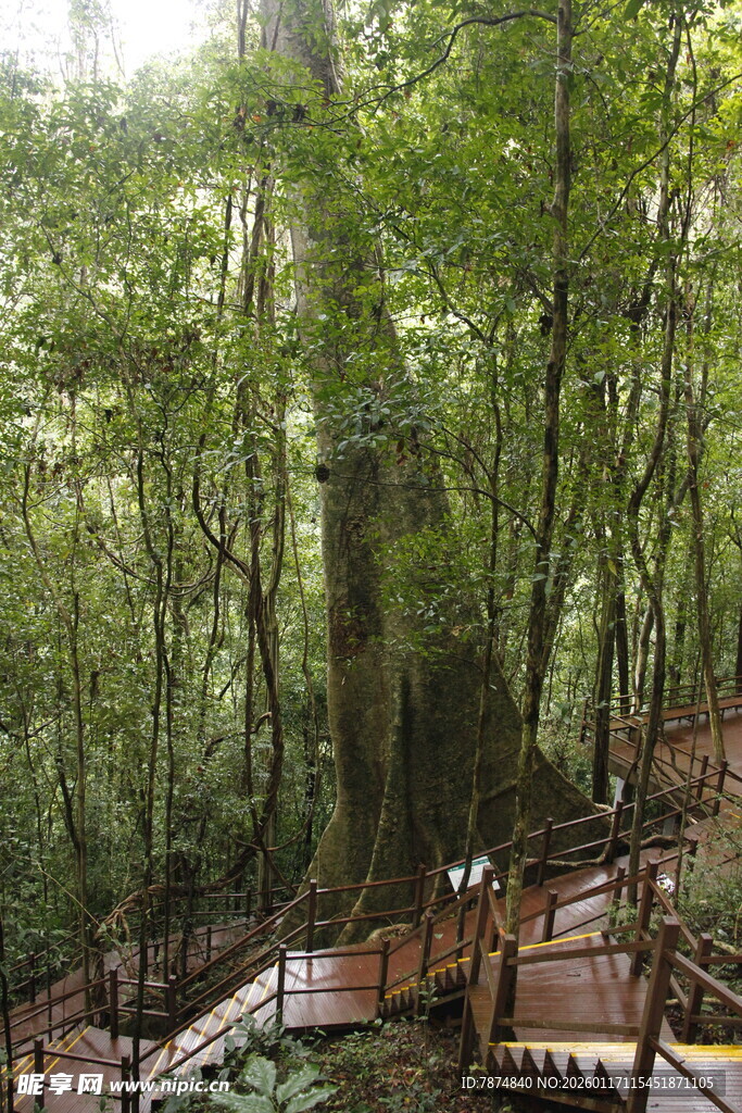 林间栈道漫步于茂密森林