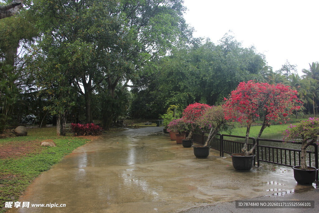 雨后公园小径 花木繁茂
