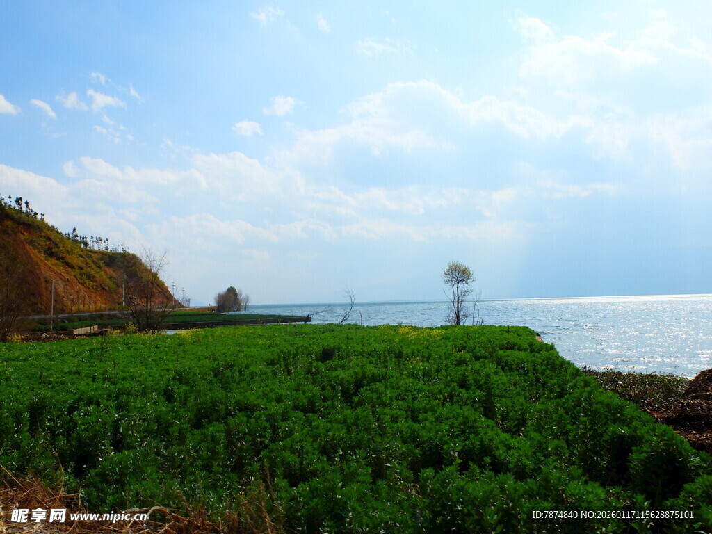 海岸绿植与孤树风景