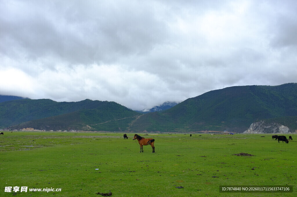 草原上的马匹与远山