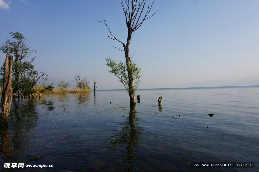 湖畔孤树 静谧水域之景