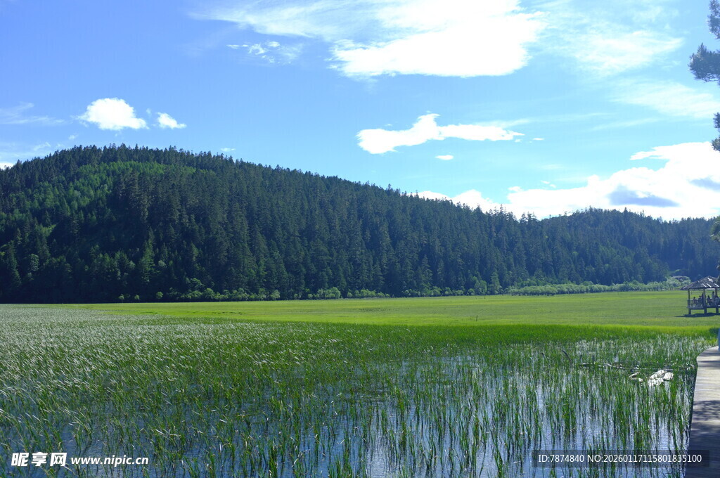湖畔青山 绿意盎然的美景