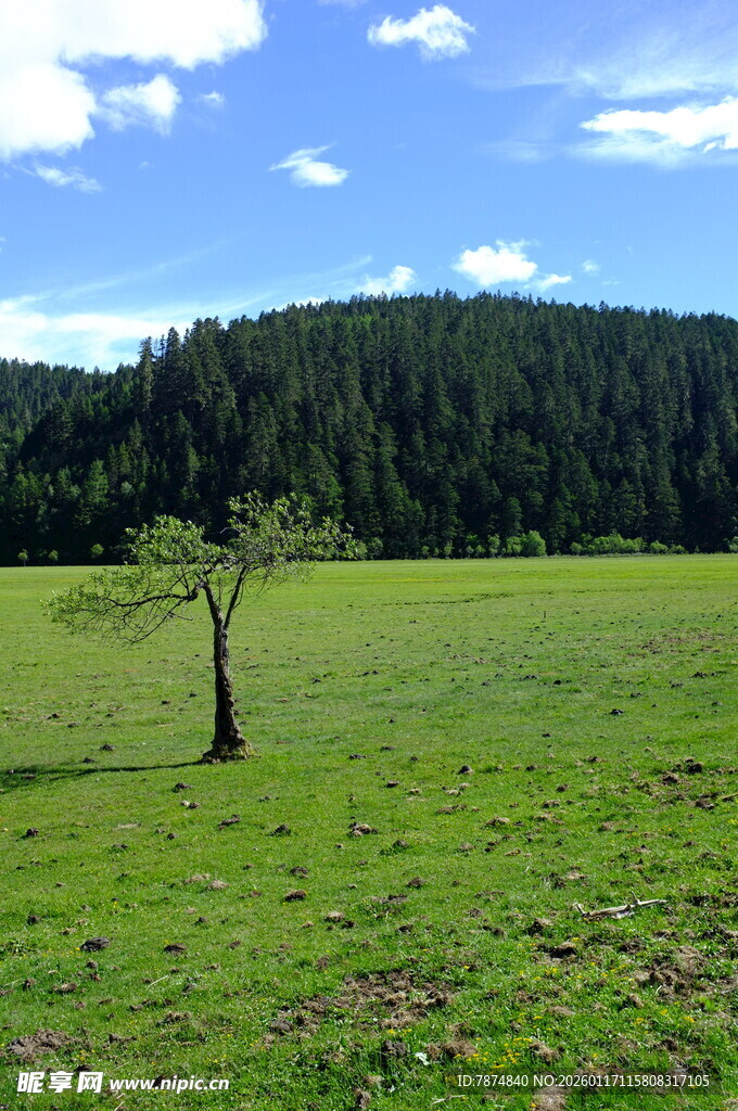 草原孤树 自然静谧之景
