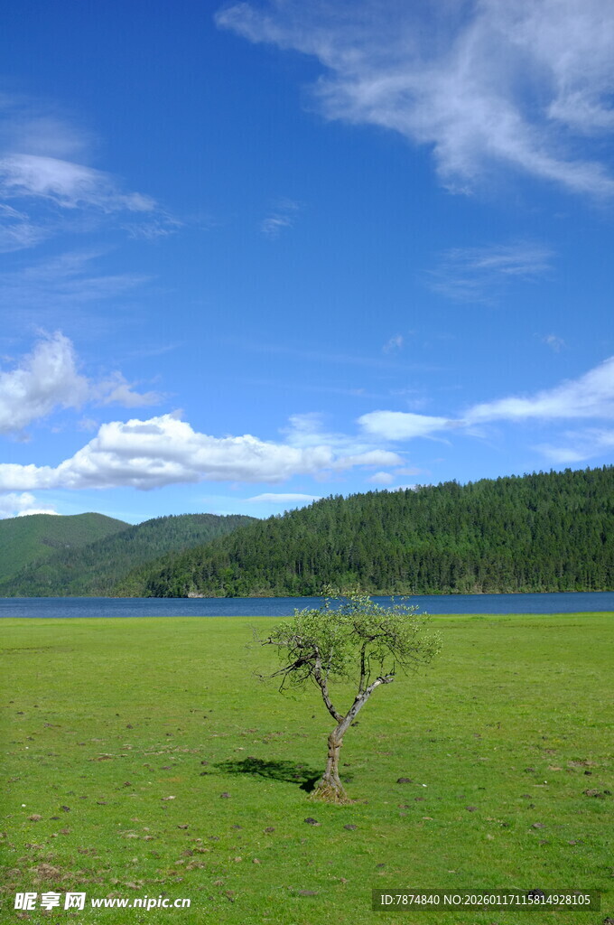 草原孤树与蓝天湖泊美景