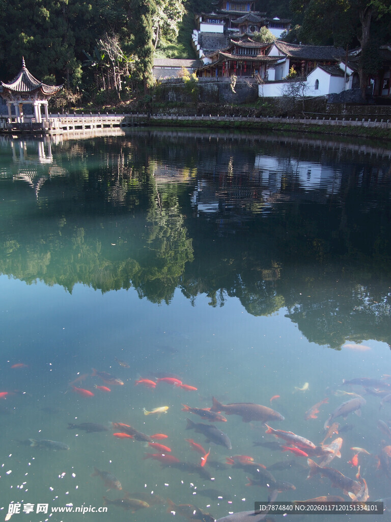 湖畔古景 池中游弋红锦鲤